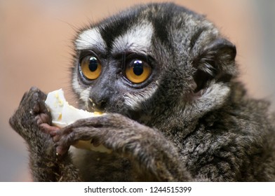 Northern Night Monkey (Aotus Trivirgatus)