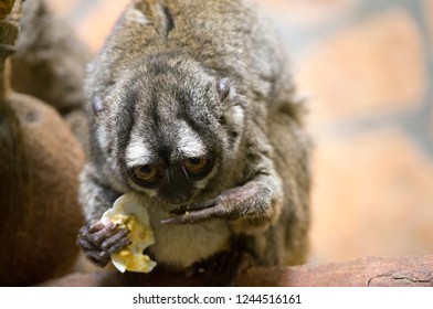 Northern Night Monkey (Aotus Trivirgatus)