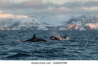 Orca Baby Images Stock Photos Vectors Shutterstock