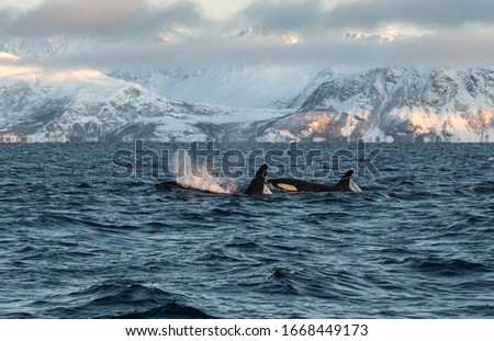 northern norway male orca/killer whale and baby breaching in front of snowy mountainous landscape