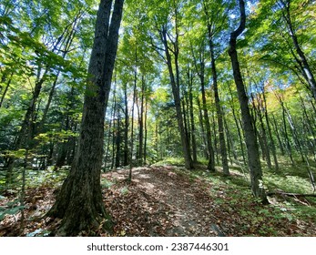 Northern Ontario forest at the end of summer. Autumn colours are starting to show in the foliage. Forest trails provide access to mushrooms, foliage and various streams, all under a bright blue sky. - Powered by Shutterstock