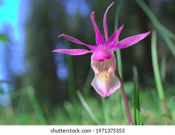 Northern orchid Calypso bulbosa in Finland