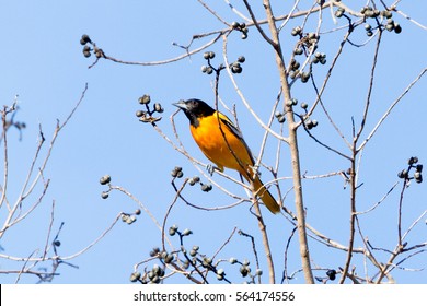 A Northern Oriole