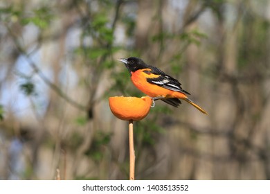 
Northern Oriole Feeding On Orange