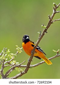 Northern Oriole, Male