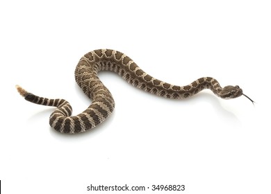 94 Northern pacific rattlesnake Images, Stock Photos & Vectors ...