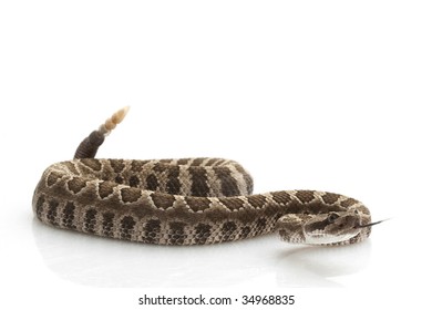 94 Northern pacific rattlesnake Images, Stock Photos & Vectors ...