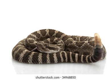 94 Northern pacific rattlesnake Images, Stock Photos & Vectors ...