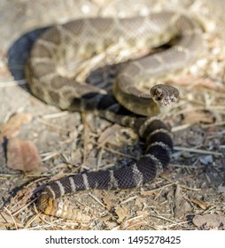 Russian viper Images, Stock Photos & Vectors | Shutterstock