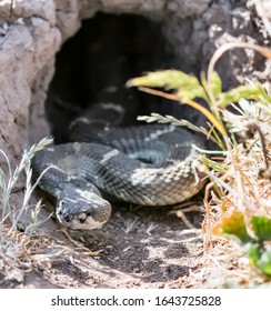 Northern Pacific Rattlesnake peeking from its den. Mission Peak Regional Preserve, Alameda County, California, USA.