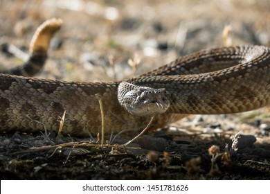 94 Northern pacific rattlesnake Images, Stock Photos & Vectors ...