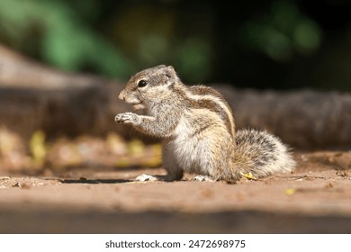 A Northern palm squirrel or Five-striped palm squirrel (Funambulus pennantii) sitting on on ground with folded hands. It is a semi-arboreal species found in forests and near human habitations. - Powered by Shutterstock