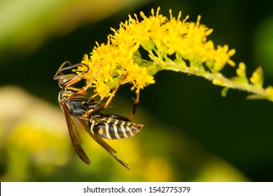 A Northern Paper Wasp is collecting nectar from a yellow Goldenrod flower. Also known as a Dark Paper Wasp. Edwards Gardens, Toronto, Ontario, Canada.