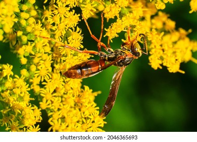 Northern Paper Wasp Pollinates Yellow Wildflowers