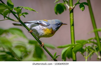 Northern Parula Warbler Magee Marsh Wildlife Area