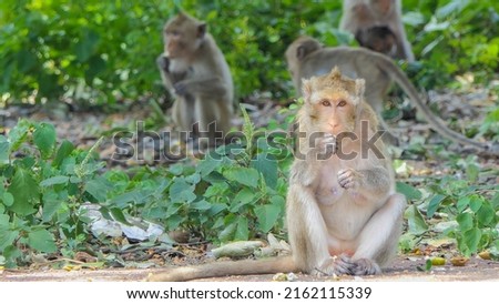 Northern Pig-tailed Macaque in nature.