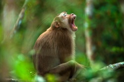 Northern Pig-tailed Macaque Yawning On The Tree Branches. Khaoyai National Park, Thailand. Close-up.