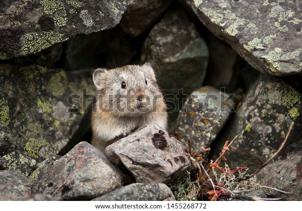 Northern pika (Ochotona hyperborea). Pika among\
the stones covered with lichen. A small, curious animal looks out\
from cover. Wildlife of the Arctic. Nature and animals of Chukotka.\
Siberia, Russia.