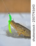 Northern Pike being pulled through the hole while ice fishing