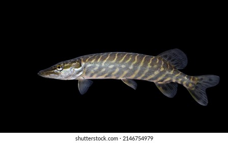 The Northern Pike (Esox Lucius) 