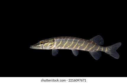 The Northern Pike (Esox Lucius) 