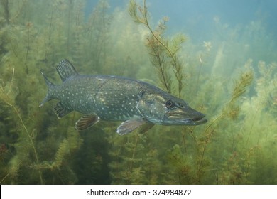 Northern Pike, Esox Lucius