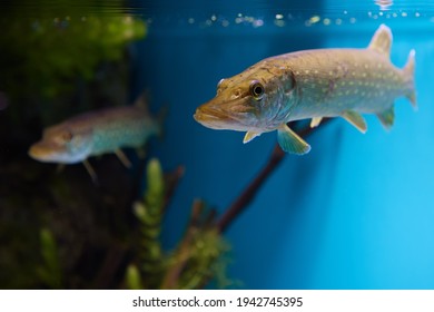 Northern Pike Or Esox Lucius In Public Aquarium Fish Tank.