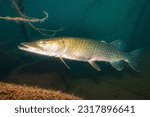 Northern Pike (Esox Lucius), Quarry Lake, Czech Republic