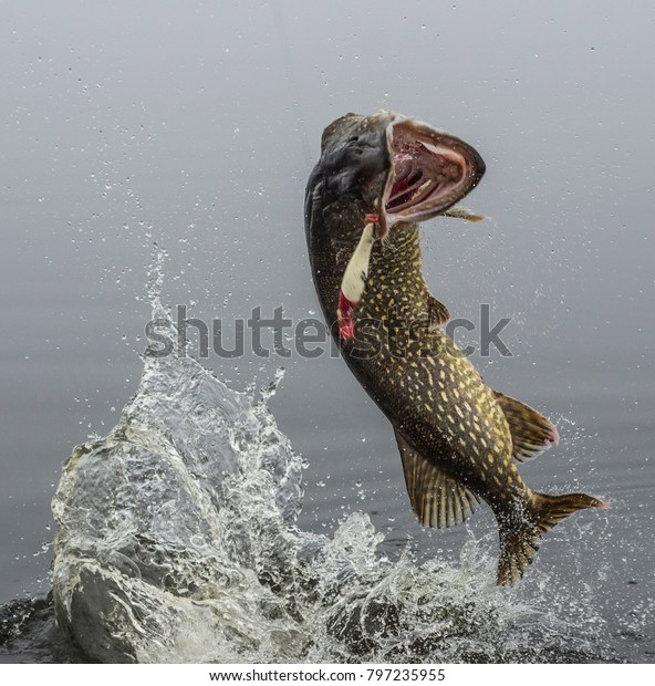 北のパイクの魚が水に飛び跳ねる の写真素材 今すぐ編集