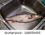 Northern pikeminnow freshwater fish 