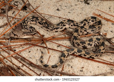 Northern Pine Snake, Pituophis Melanoleucus