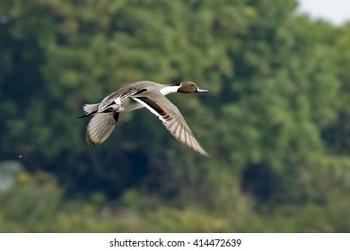 Northern Pintail (Anas Acuta) Jaffna Peninsula, Sri Lanka