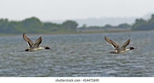 Northern Pintail (Anas Acuta) Jaffna Peninsula, Sri Lanka