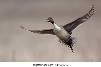 Northern Pintail Drake In Flight Against A Natural Background; Duck Hunting / Wingshooting; Klamath Falls Wildlife Refuge, On The California / Oregon Border