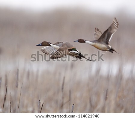 Northern Pintail Drakes in flight over cattails, taking off on the flush; duck hunting / wingshooting; Klamath Falls Wildlife Refuge, on the California / Oregon border
