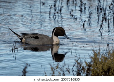 A Northern pintail duck (Anas acuta) swimming in a lake - Powered by Shutterstock