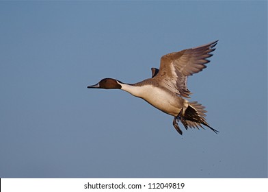 Northern Pintail Duck In Flight Against A Clear Blue Sky, Klamath Falls Basin National Wildlife Refuge; California / Oregon Border