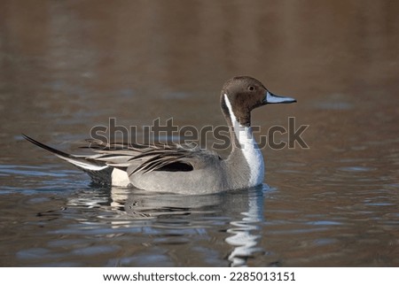 Northern Pintail duck male (Anas acuta) swimming on a local winter pond in Canada