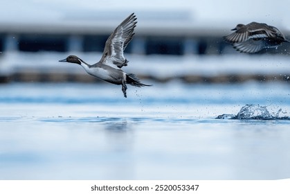 Northern Pintail Duck (male and female) - Powered by Shutterstock