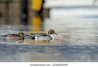 Northern Pintail Duck (male and female) - Powered by Shutterstock