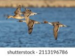 Northern Pintail ducks flying across a wildlife preserve in Northern California