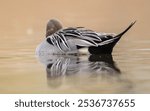 Northern pintail - male bird at a small pond in spring