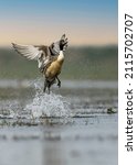 Northern Pintail in its natural habitat at Mangalajodi Wetlands, Odisha