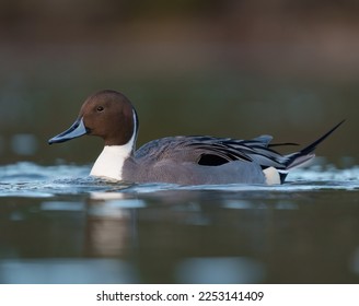 Northern Pintail resting at a lakeside, it is a elegant, slender duck with long neck and tail.  - Shutterstock ID 2253141409