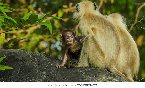 The Northern Plains gray langur, native to northern India, is a large primate with gray fur. It thrives in forests, feeds on leaves and fruits, and lives in social groups. - Powered by Shutterstock