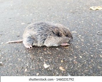 Northern Pocket Gopher Aka Thomomys Talpoides