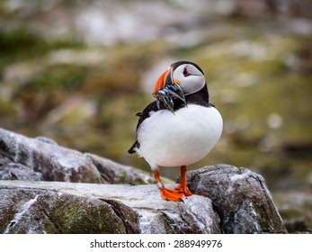 The Northern Puffin