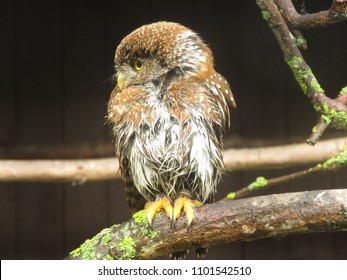 Northern Pygmy Owl