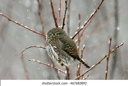 Northern Pygmy Owl