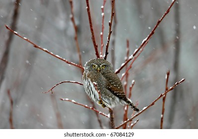 Northern Pygmy Owl